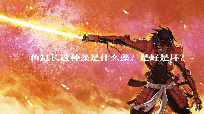 鱼缸长这种藻是什么藻？是好是坏？